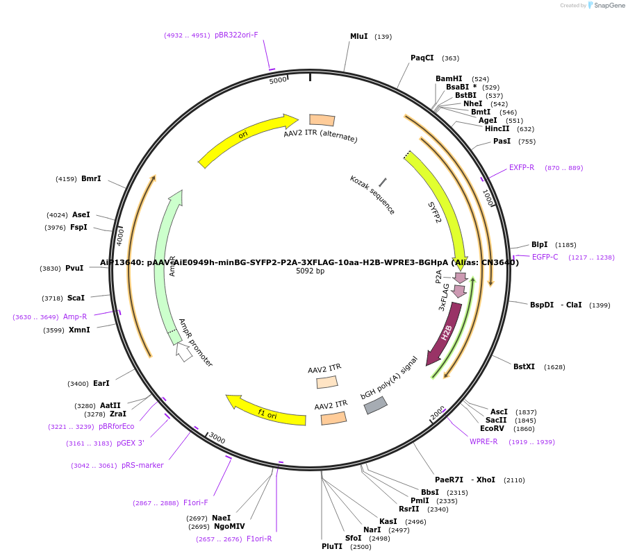 230864-plasmid-map-sequence-id-459477