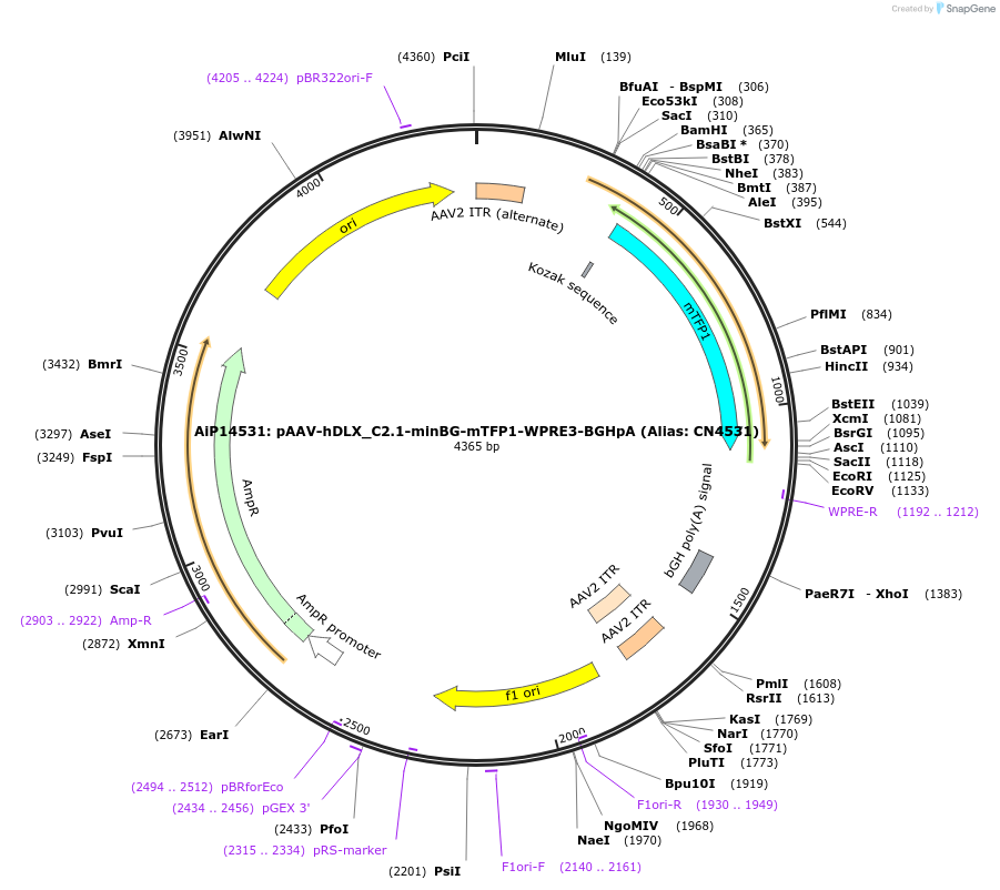 230870-plasmid-map-sequence-id-459478