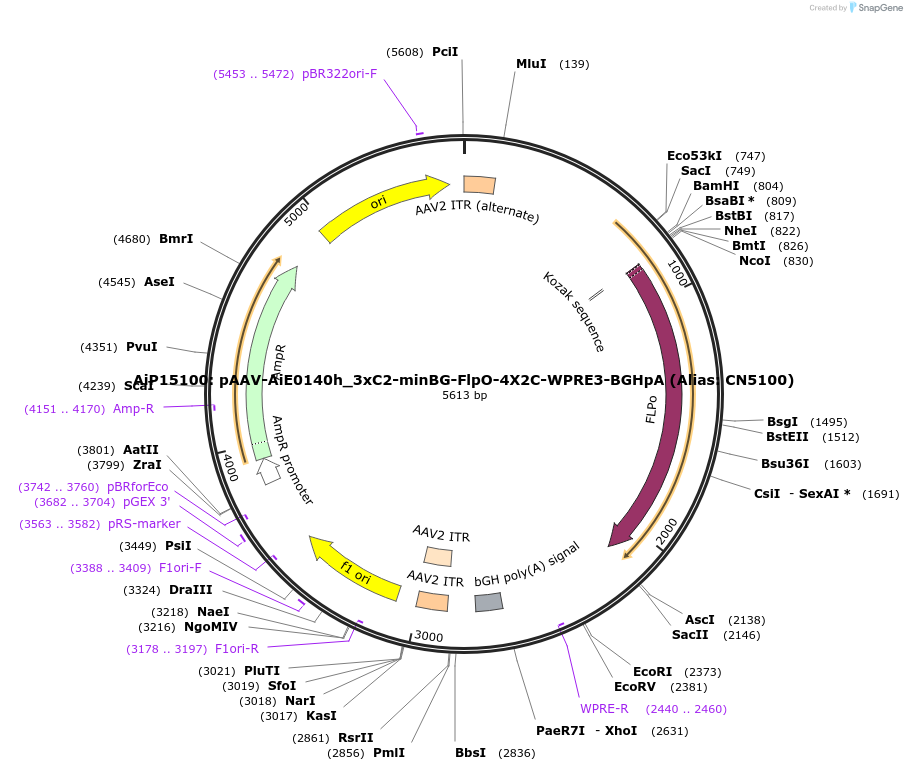 230873-plasmid-map-sequence-id-459485