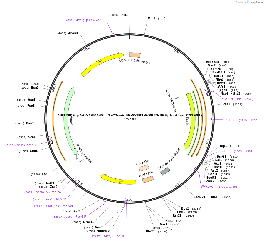 230862-plasmid-map-sequence-id-459486