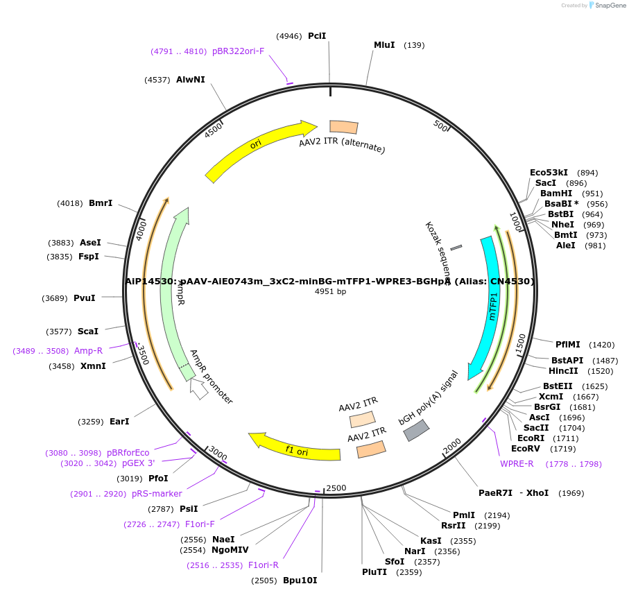 230869-plasmid-map-sequence-id-459488