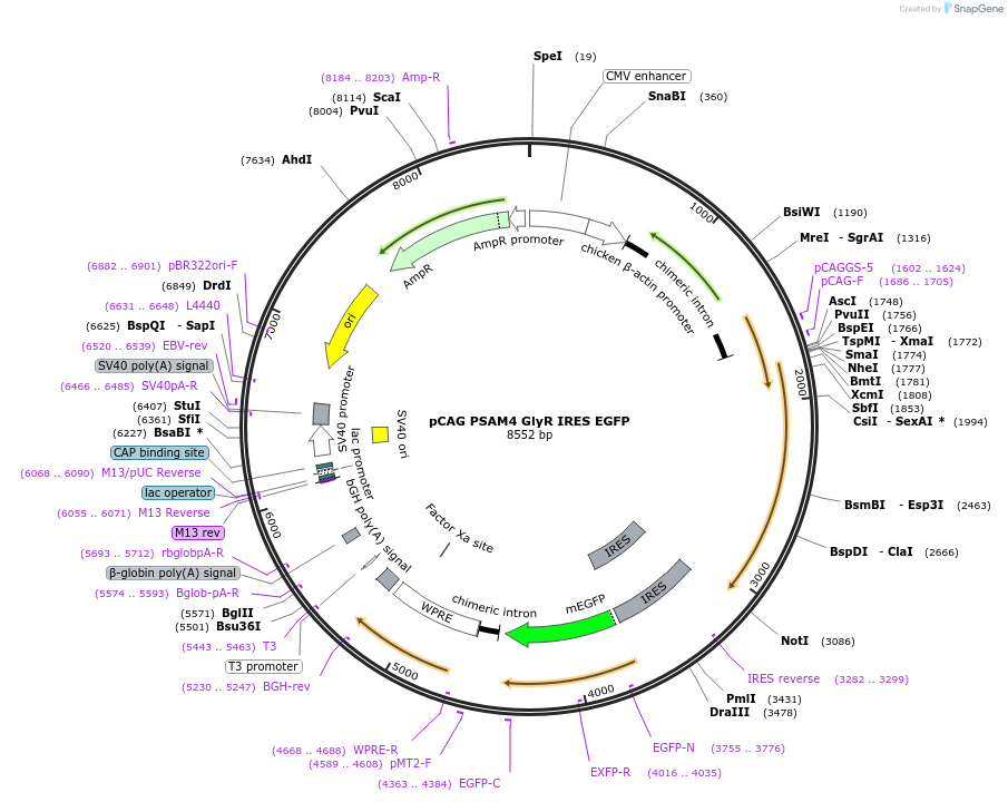119739-plasmid-map-sequence-id-459522