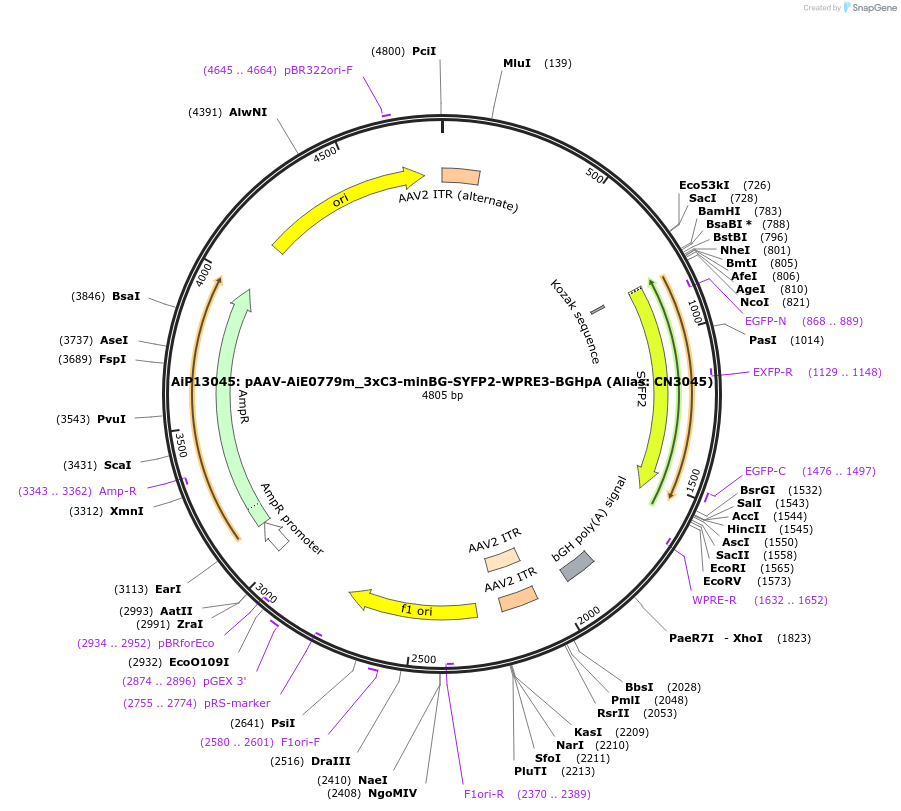 230863-plasmid-map-sequence-id-459523
