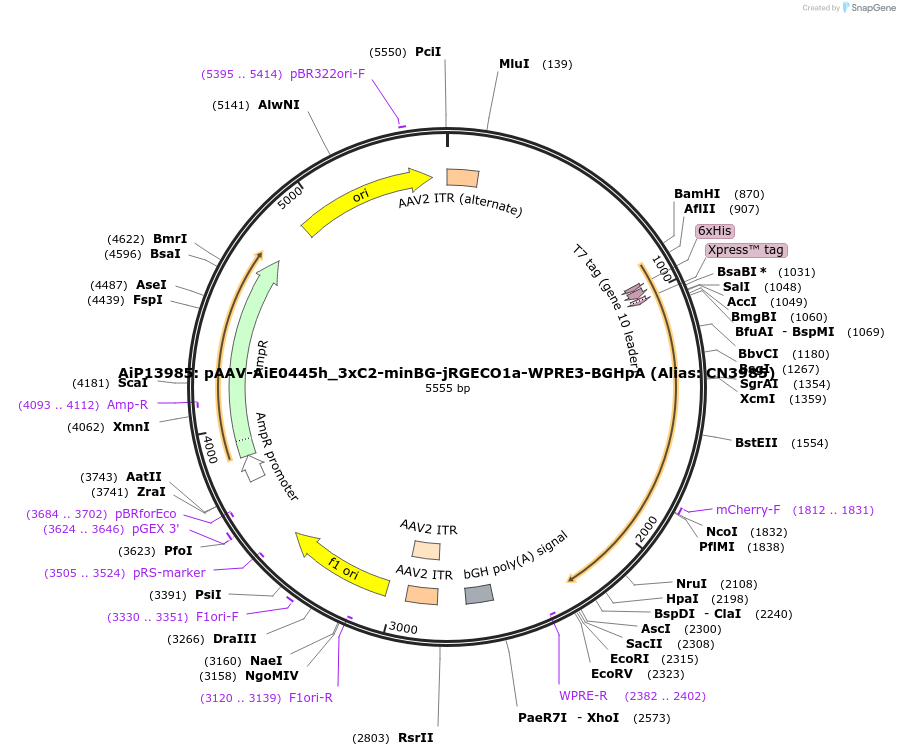 230865-plasmid-map-sequence-id-459524