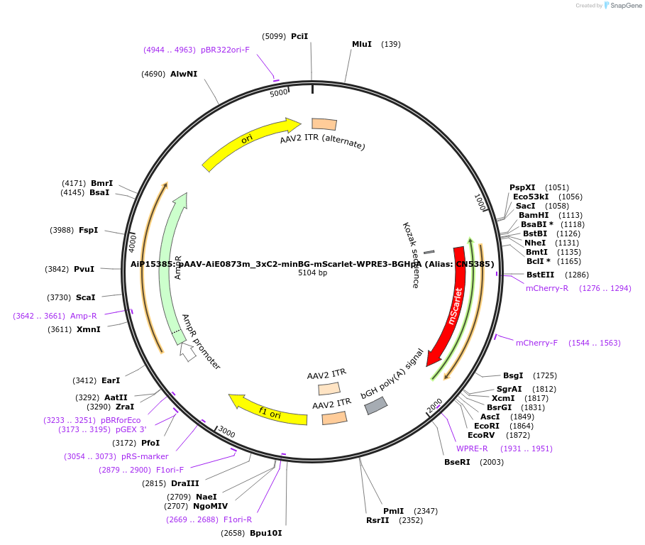 230875-plasmid-map-sequence-id-459525