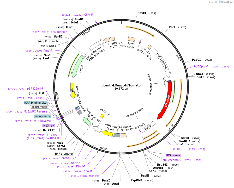 64048-plasmid-map-sequence-id-459526