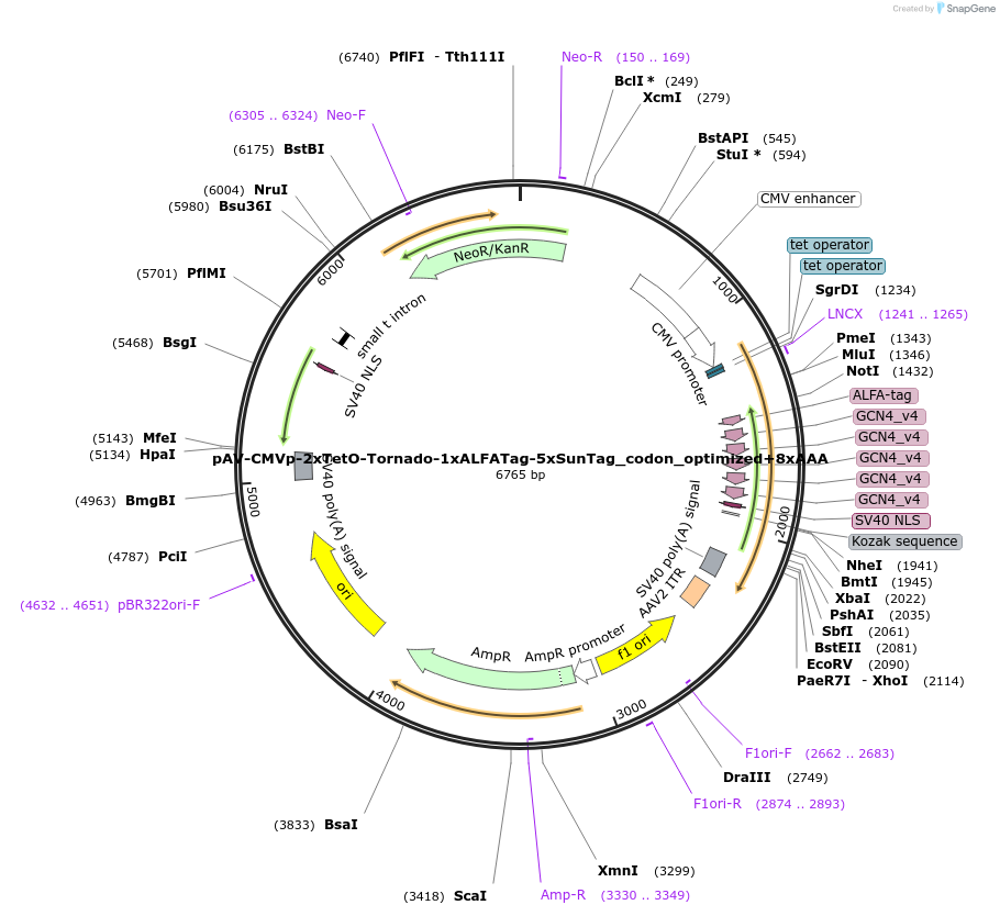 231604-plasmid-map-sequence-id-459530