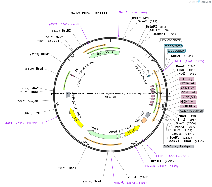 231603-plasmid-map-sequence-id-459533