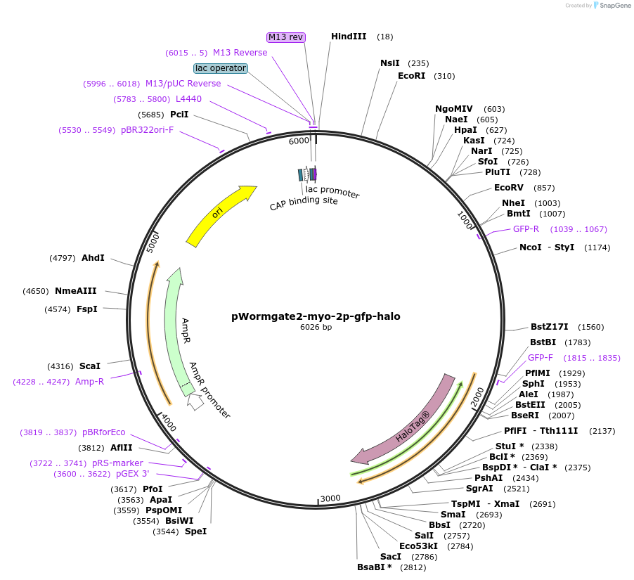 227169-plasmid-map-sequence-id-459536