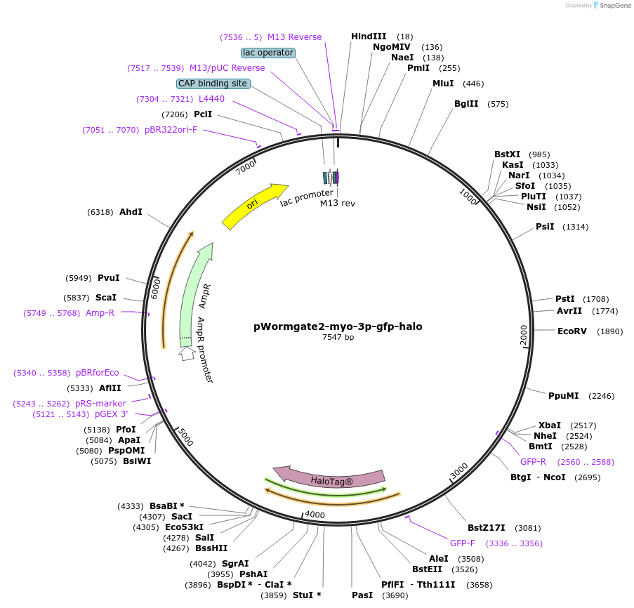 227171-plasmid-map-sequence-id-459537