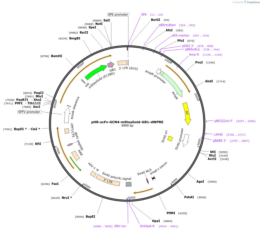 231598-plasmid-map-sequence-id-459546