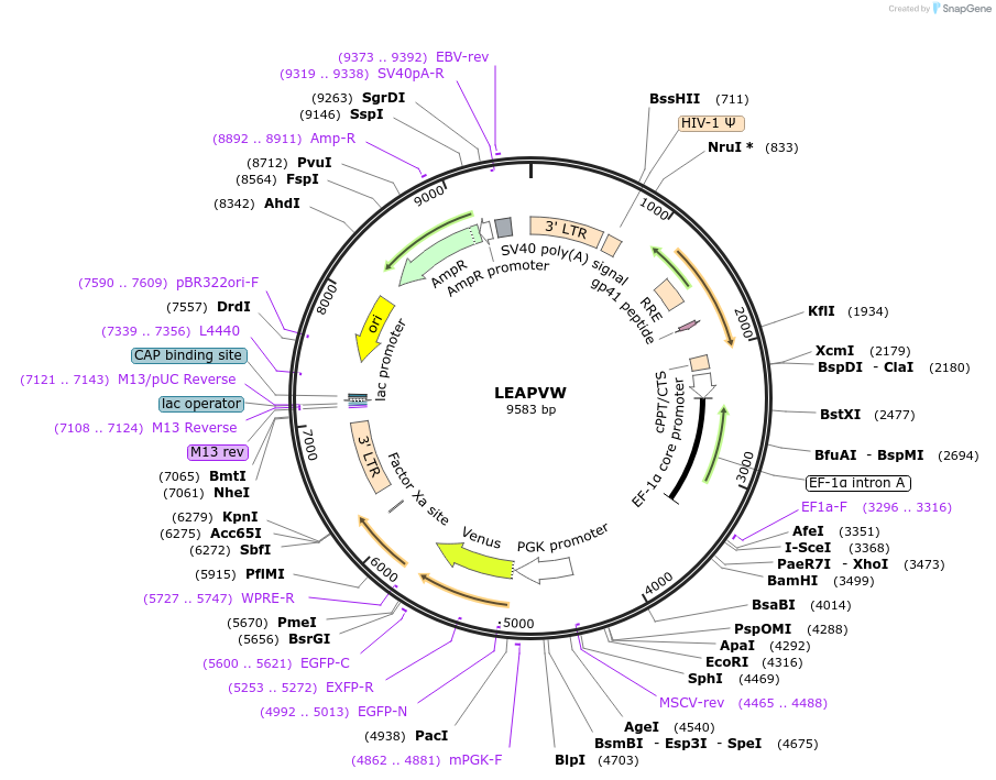 205671-plasmid-map-sequence-id-459547