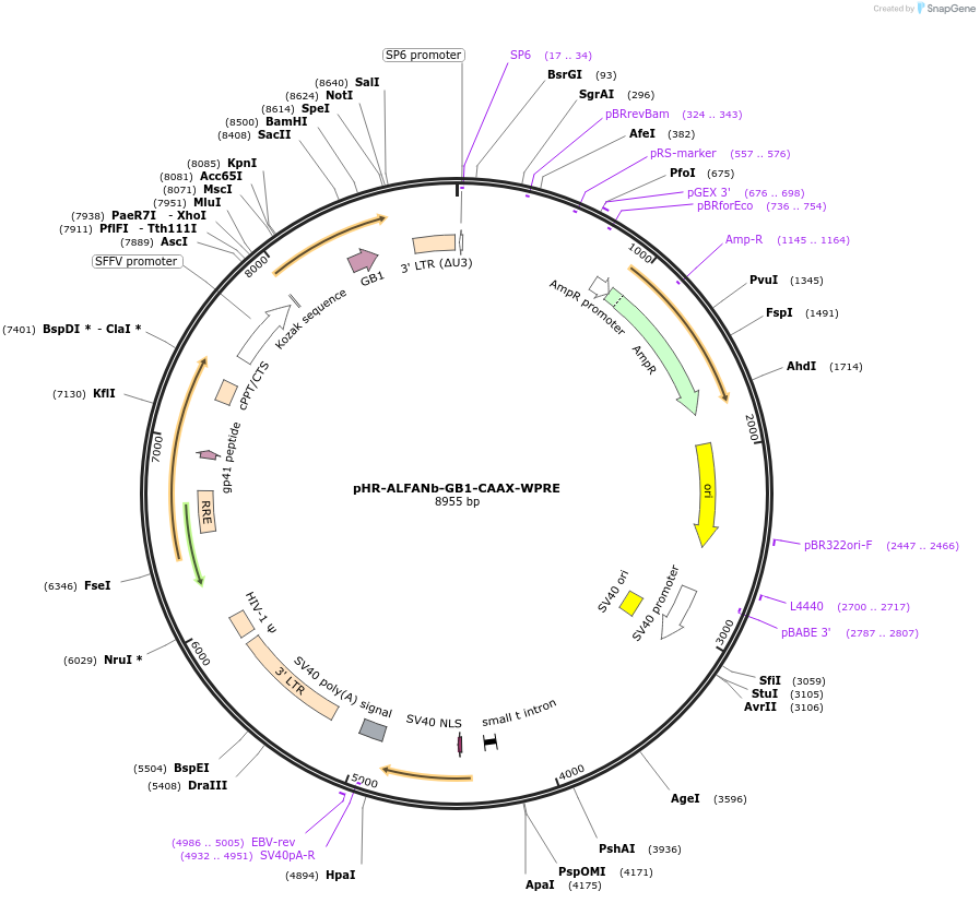 231599-plasmid-map-sequence-id-459549