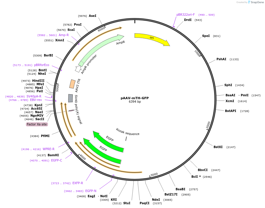 99128-plasmid-map-sequence-id-459556
