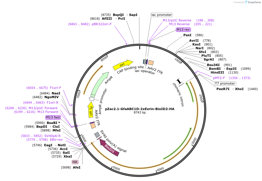 227681-plasmid-map-sequence-id-459562