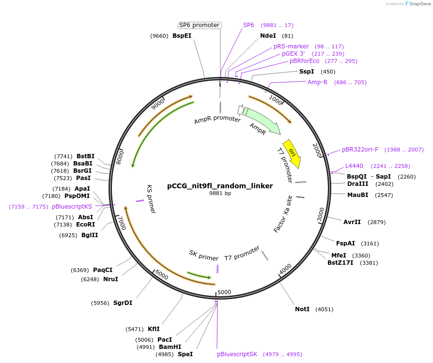 228418-plasmid-map-sequence-id-459573