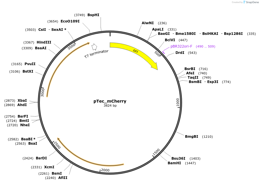 229145-plasmid-map-sequence-id-459574