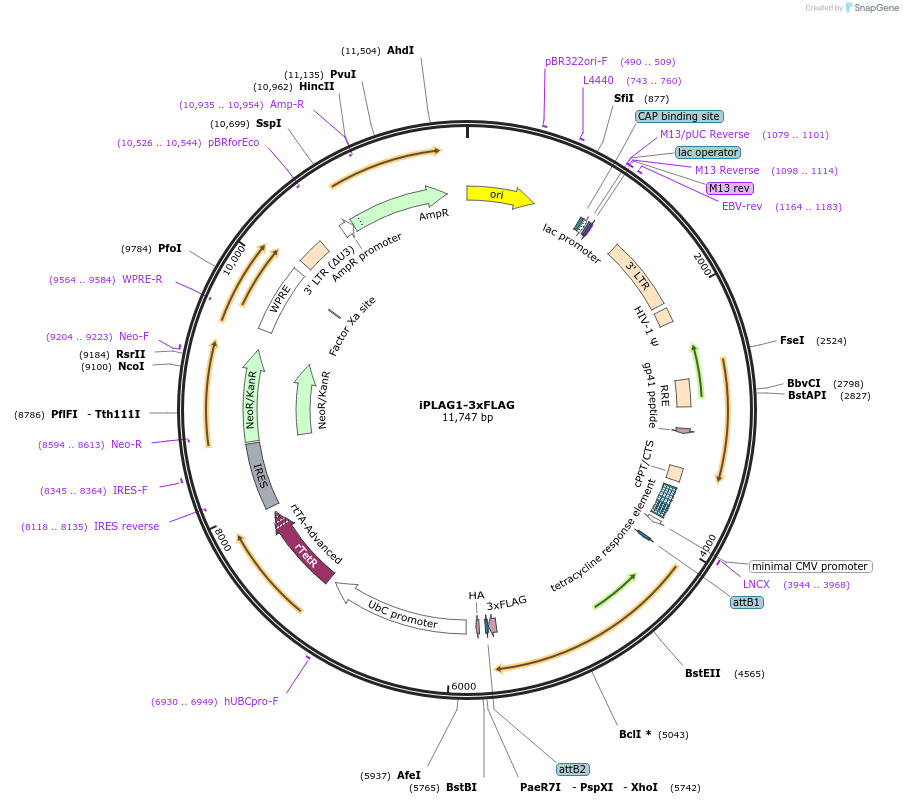 231081-plasmid-map-sequence-id-459575