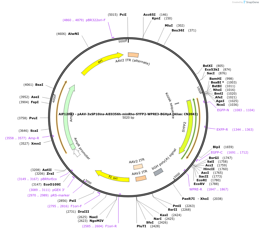 229882-plasmid-map-sequence-id-459685