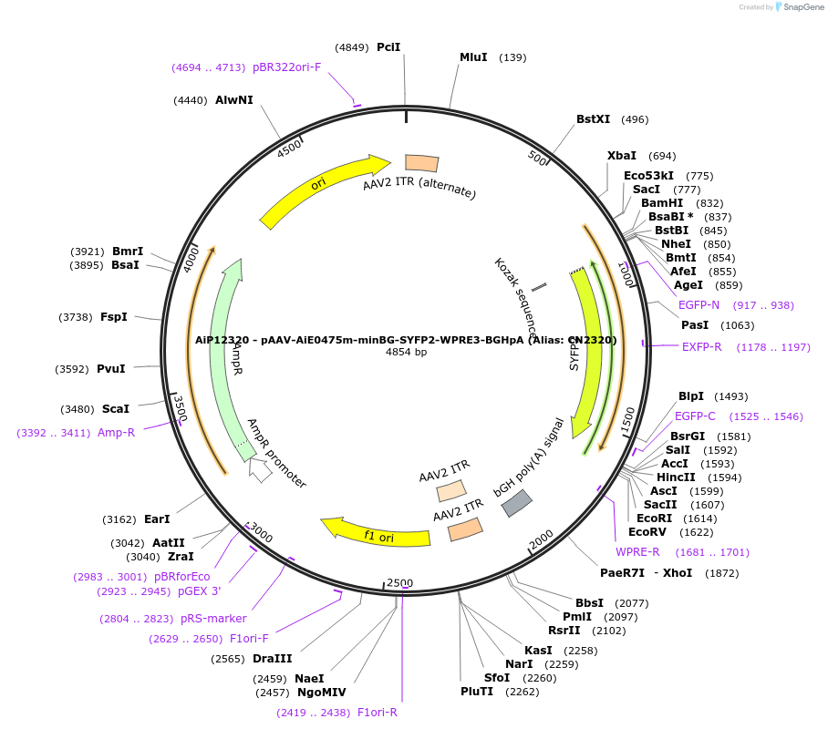 229885-plasmid-map-sequence-id-459686