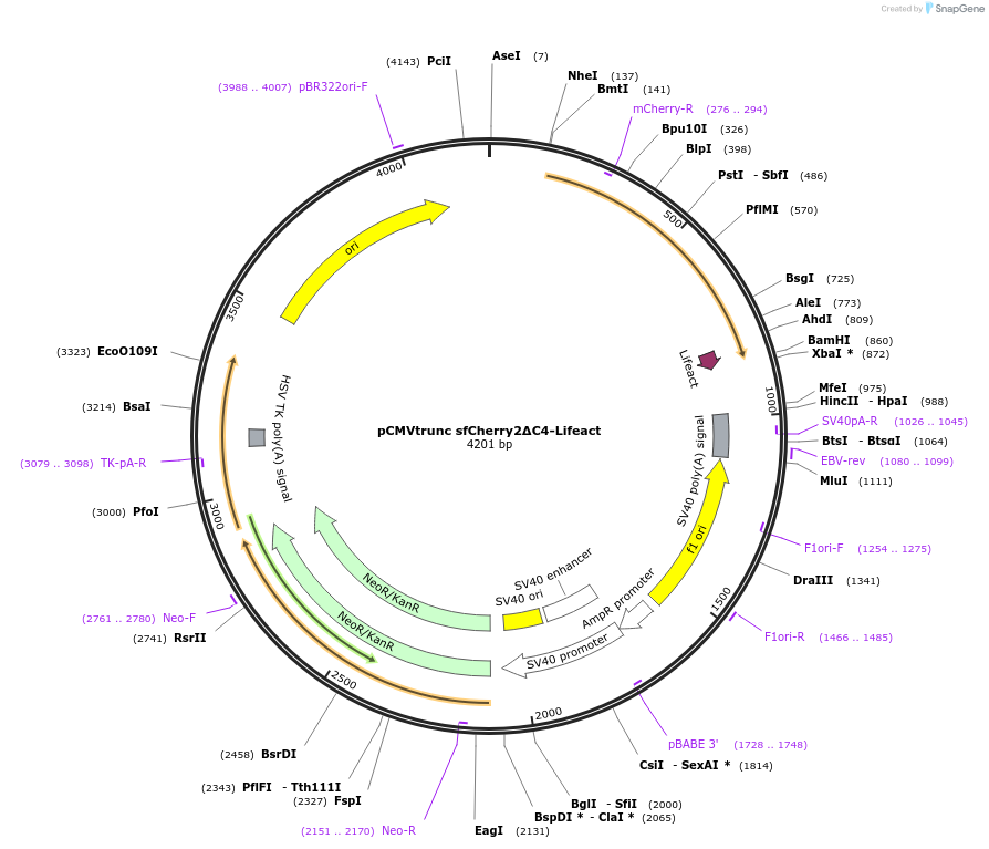 231557-plasmid-map-sequence-id-459687