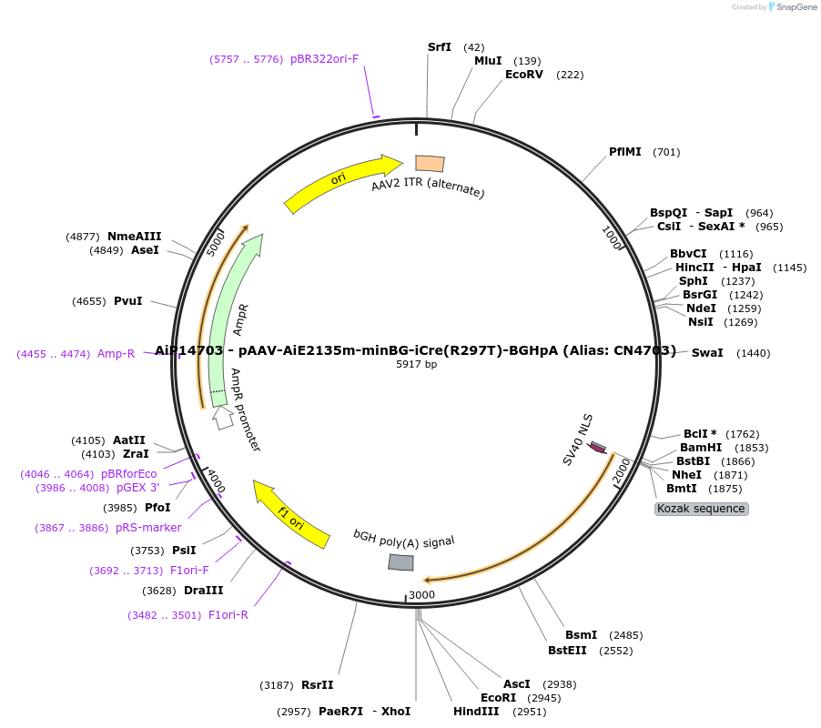 229925-plasmid-map-sequence-id-459688