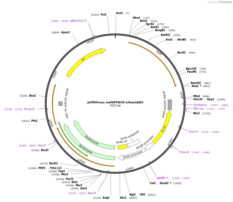 231556-plasmid-map-sequence-id-459689