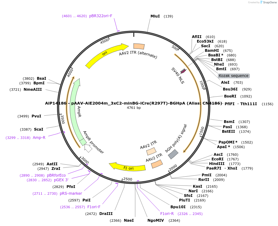 229919-plasmid-map-sequence-id-459690