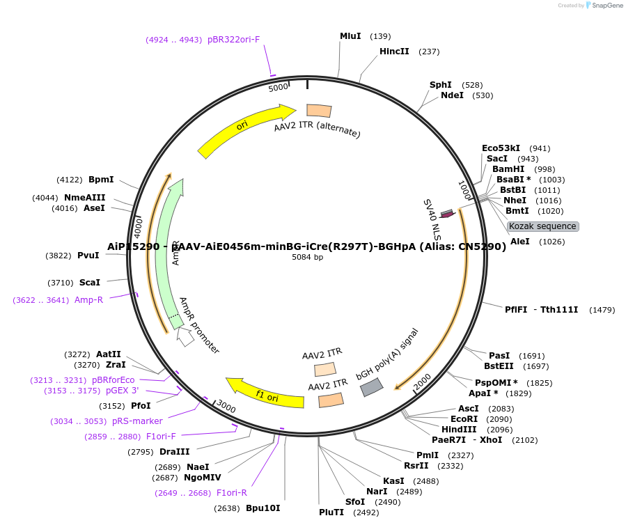 229933-plasmid-map-sequence-id-459691