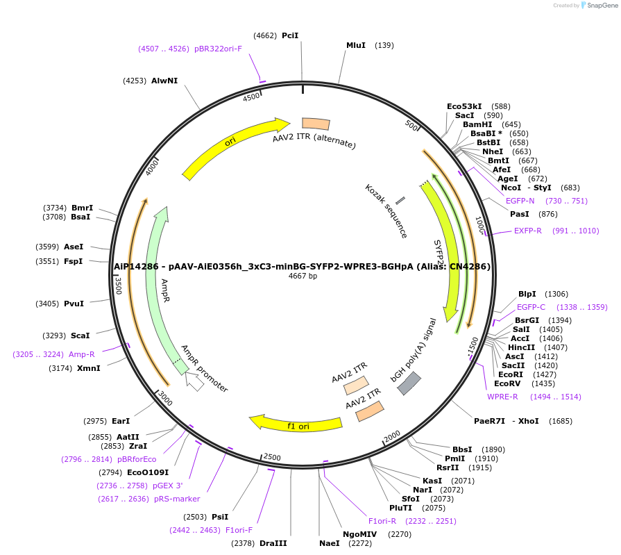 229922-plasmid-map-sequence-id-459695