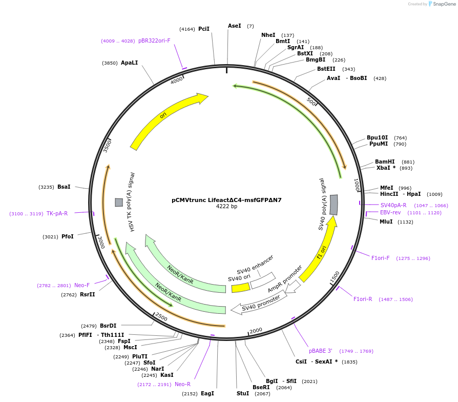 231555-plasmid-map-sequence-id-459696