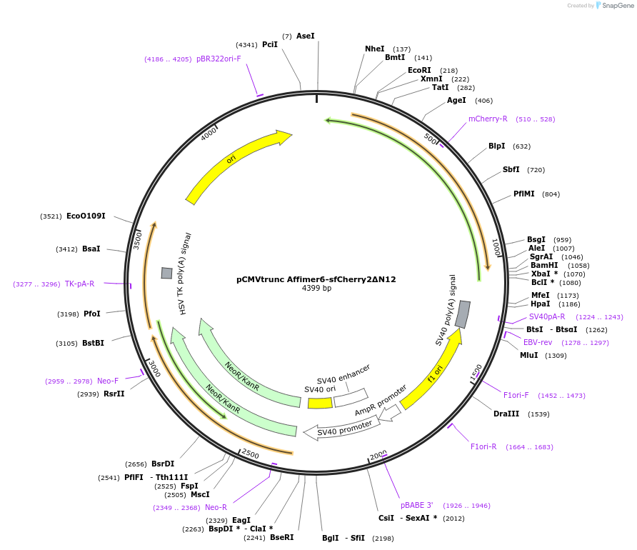 231551-plasmid-map-sequence-id-459697