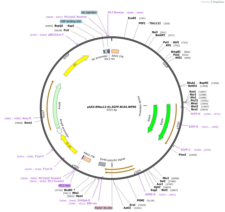 225685-plasmid-map-sequence-id-459704