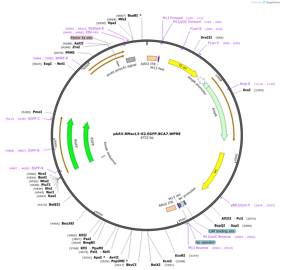 225686-plasmid-map-sequence-id-459705