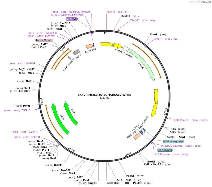 225687-plasmid-map-sequence-id-459706