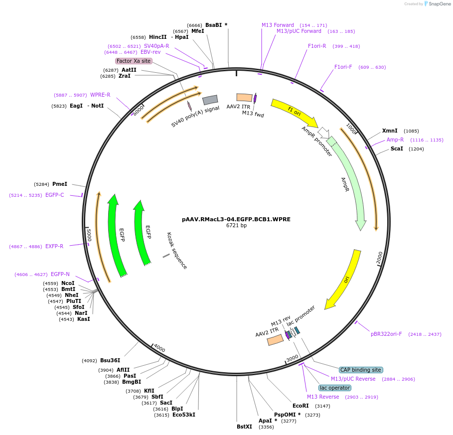 225688-plasmid-map-sequence-id-459707