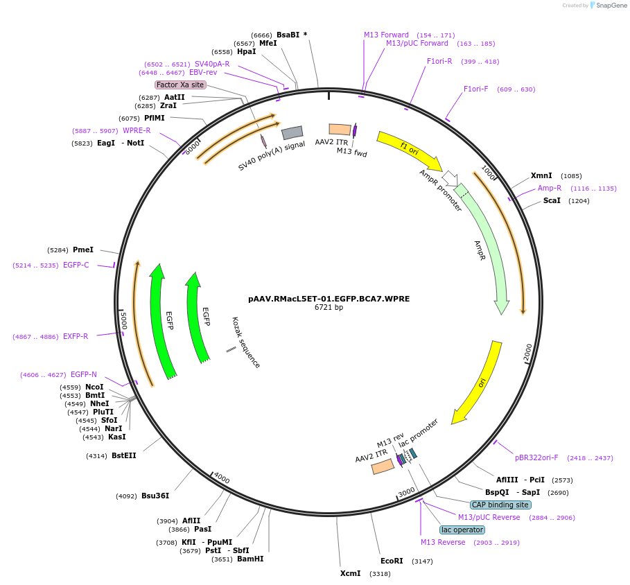 225689-plasmid-map-sequence-id-459708