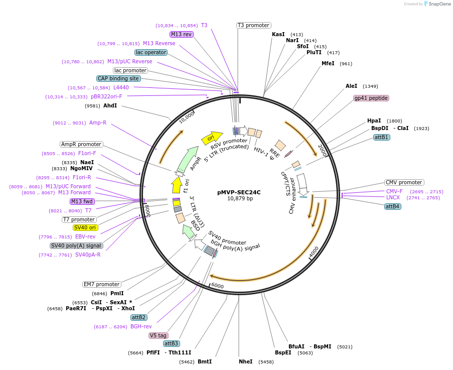 231559-plasmid-map-sequence-id-459740