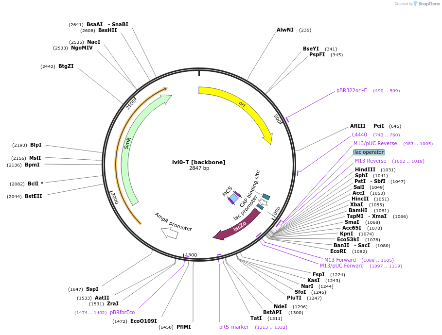 229158-plasmid-map-sequence-id-459743