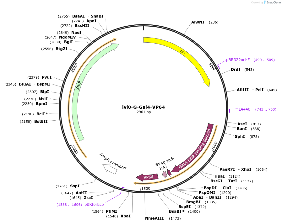 229186-plasmid-map-sequence-id-459747