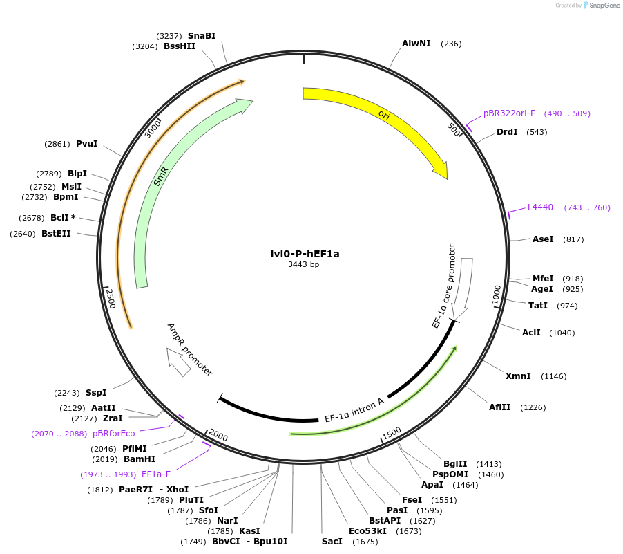 229163-plasmid-map-sequence-id-459750