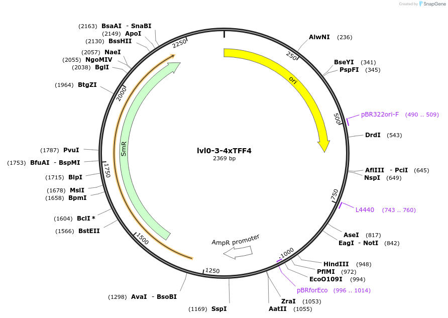 229191-plasmid-map-sequence-id-459757