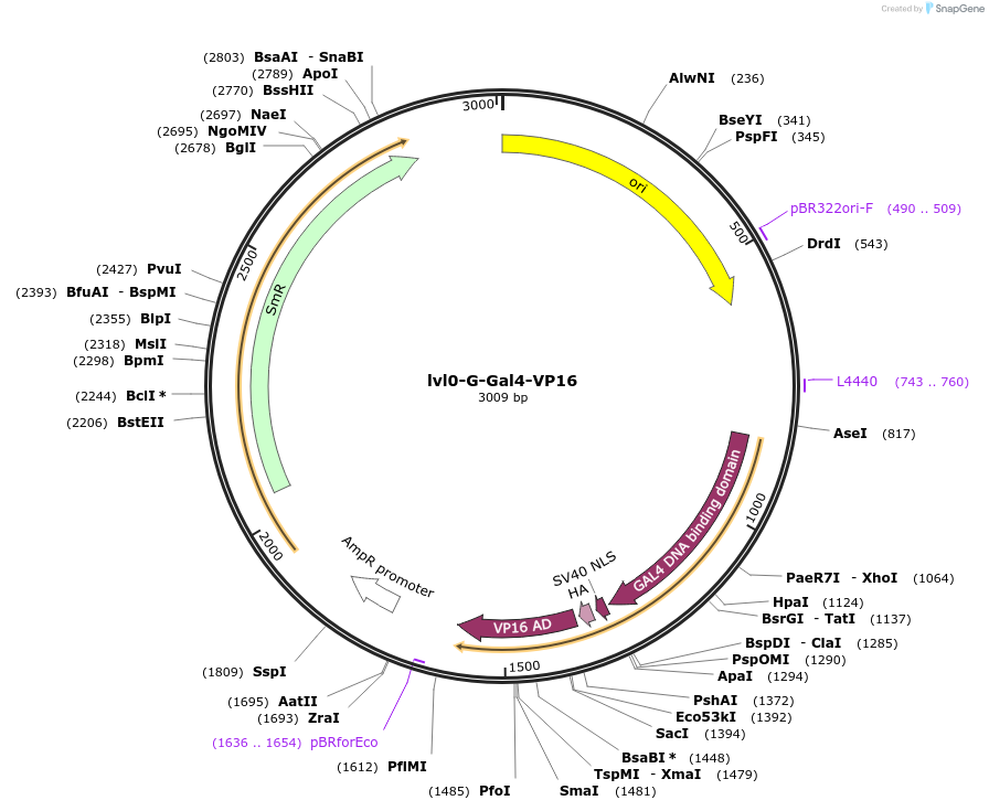 229185-plasmid-map-sequence-id-459758