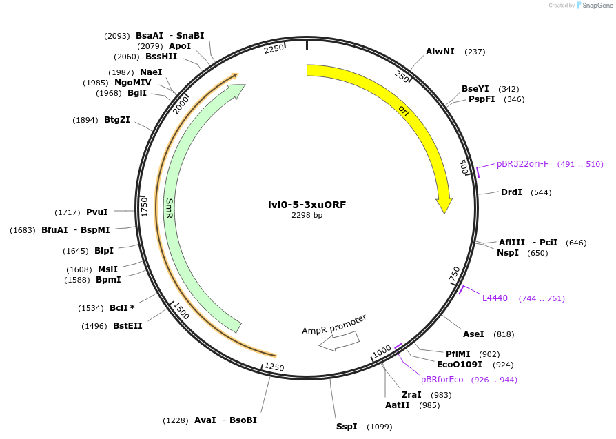 229174-plasmid-map-sequence-id-459761