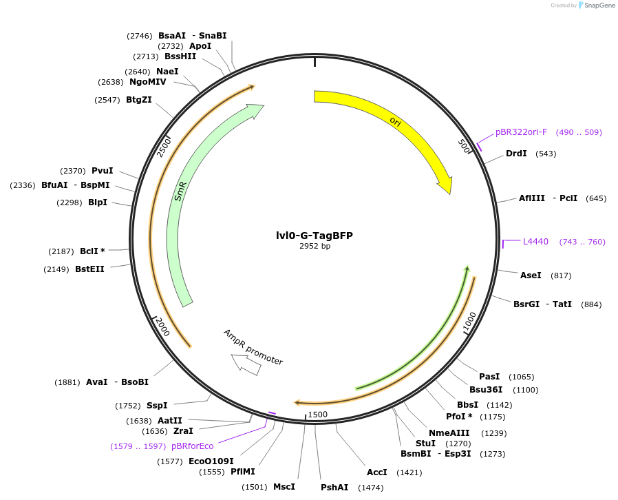 229179-plasmid-map-sequence-id-459763