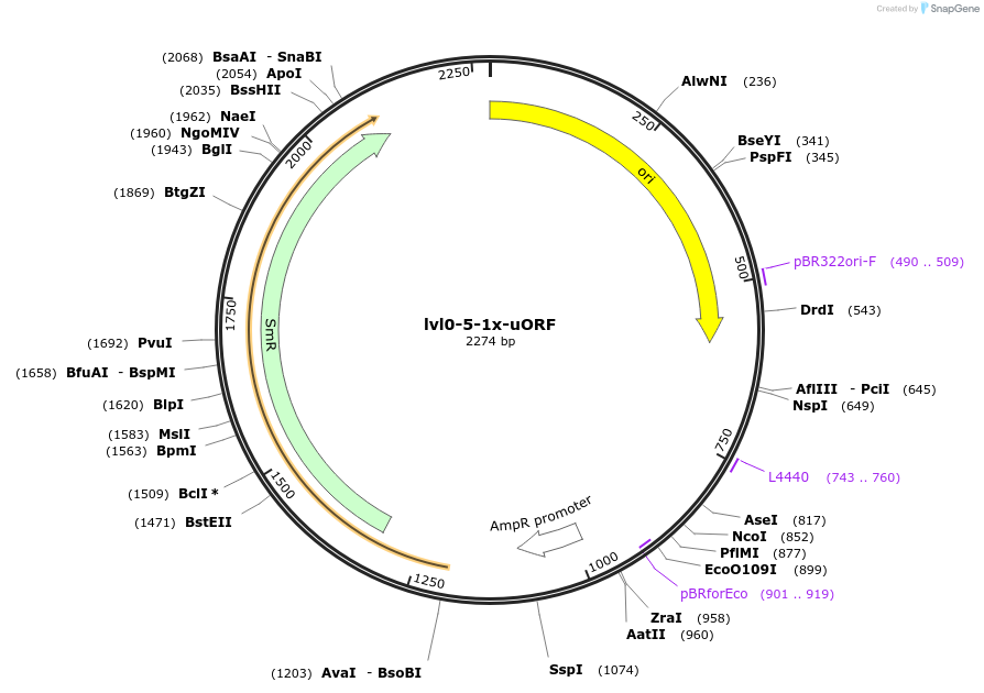 229172-plasmid-map-sequence-id-459774