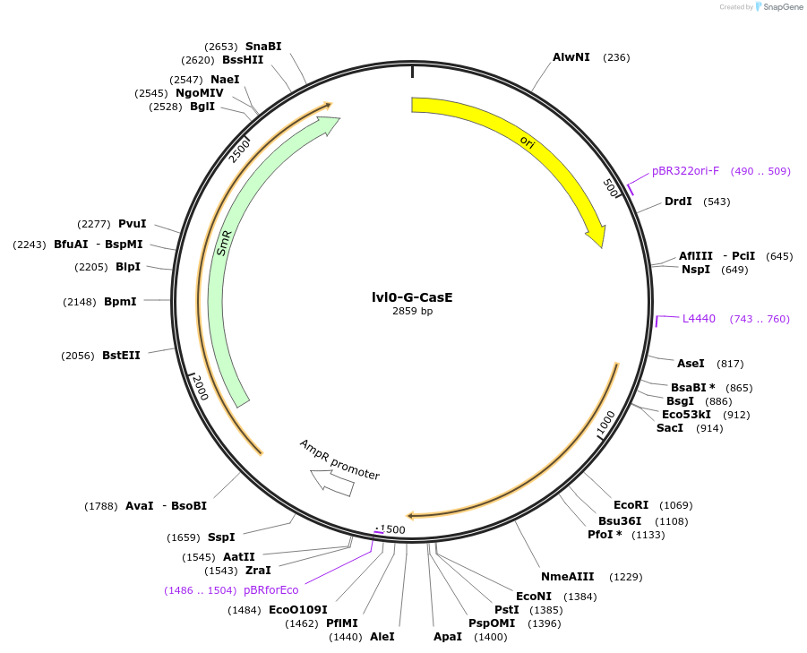 229184-plasmid-map-sequence-id-459775