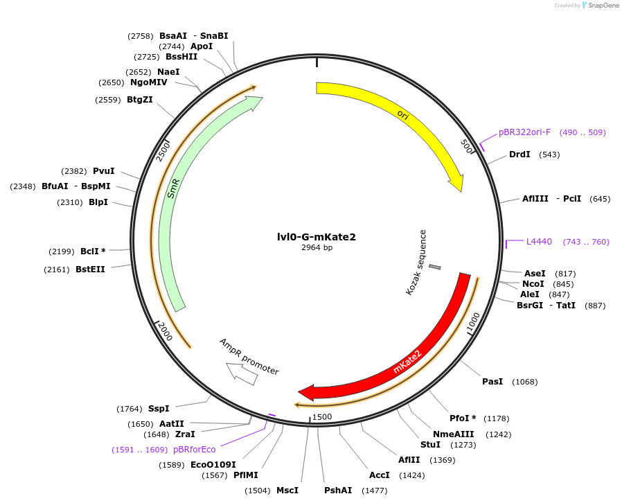 229180-plasmid-map-sequence-id-459778