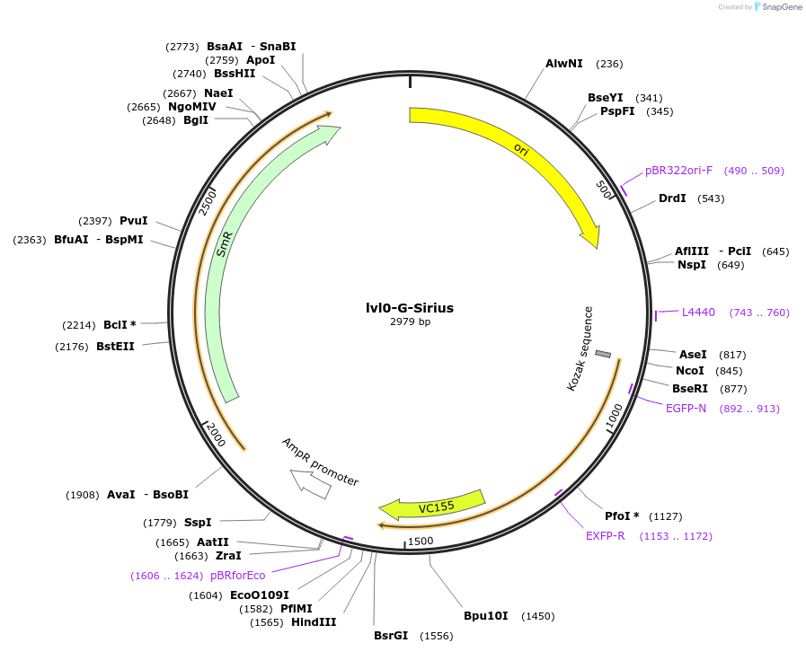 229181-plasmid-map-sequence-id-459779