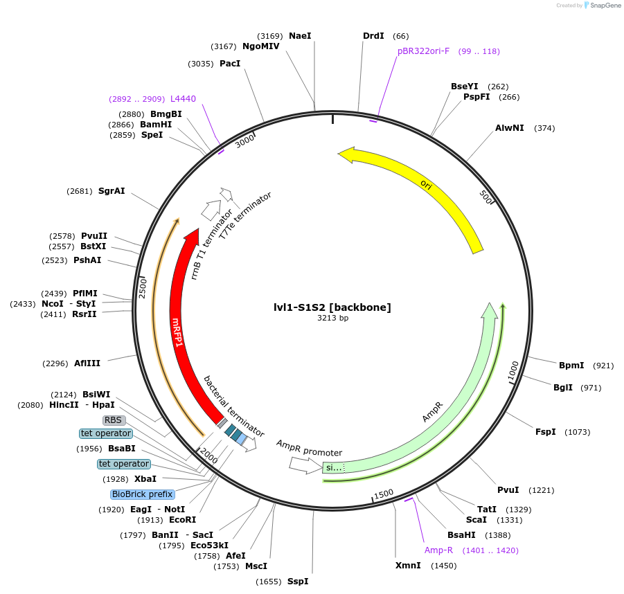 229194-plasmid-map-sequence-id-459783